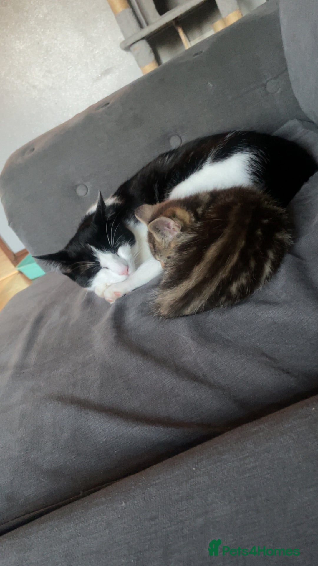 British Shorthair cats for sale: 1 female tortoiseshell  - ready now  in Southampton - Image 7