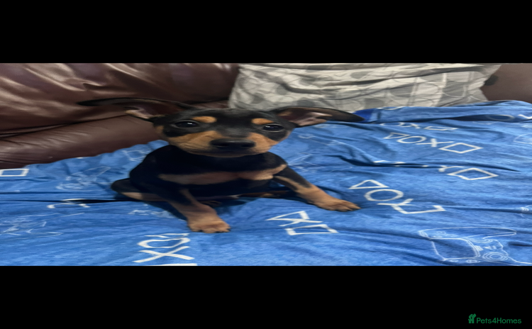 Miniature Pinscher dogs Kc registered Mini pinschers 1 boy left   - Advert 1