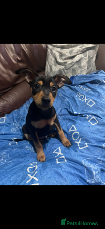 Miniature Pinscher dogs Kc registered Mini pinschers 1 boy left - Advert 1