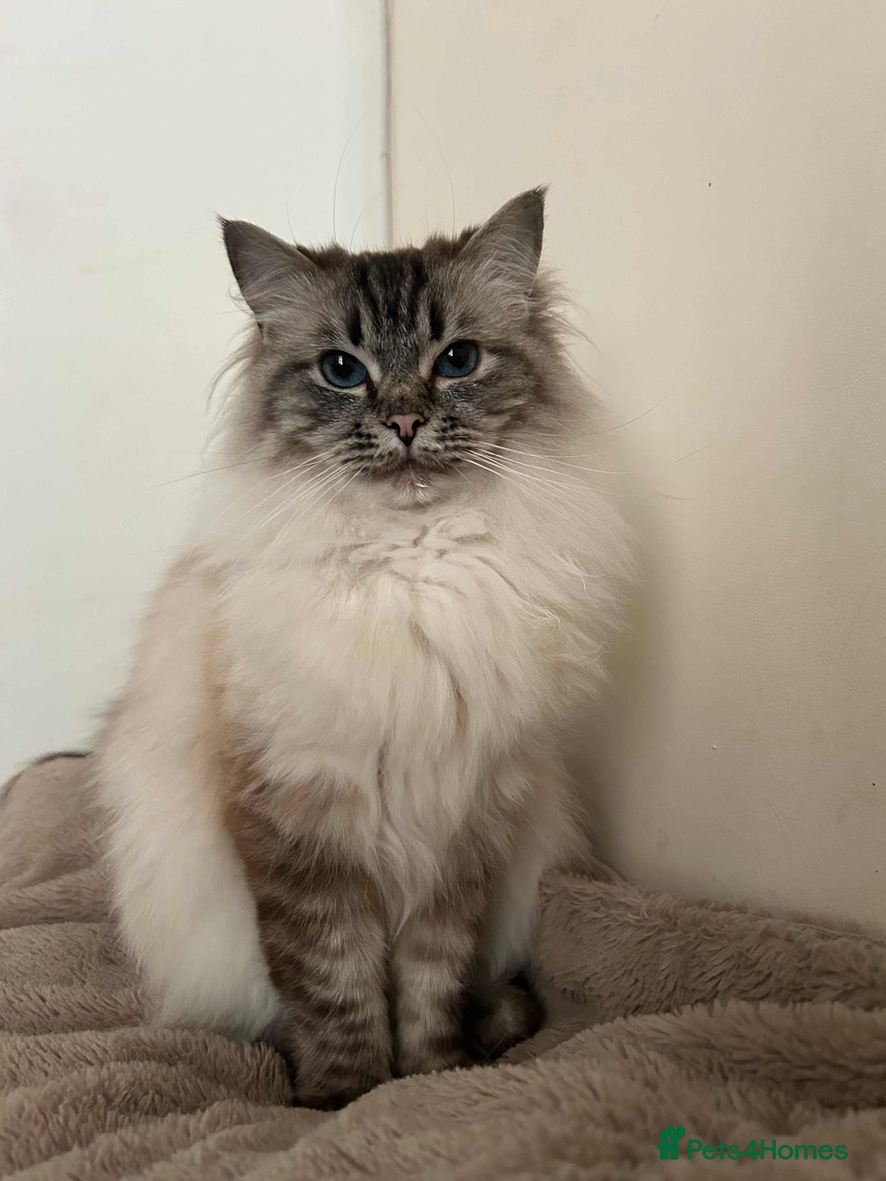 Ragdoll cats 🐾 Pure Ragdoll Kittens 🐾 - Advert 2