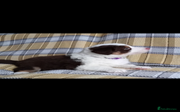 Australian Shepherd dogs for sale: Australian Shepherd puppies looking for new home in Peterborough - Image 19