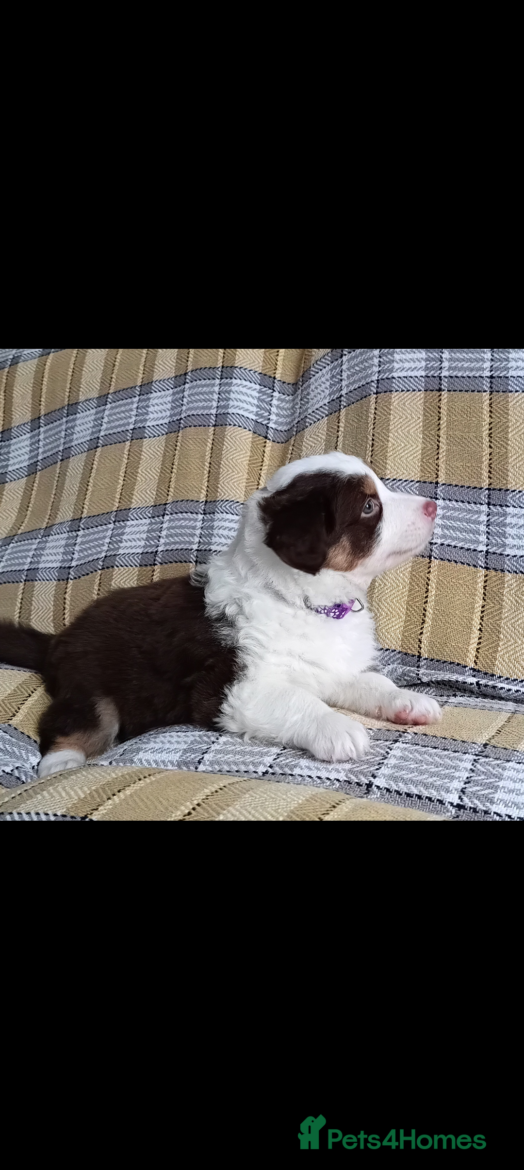 Australian Shepherd dogs for sale: Australian Shepherd puppies looking for new home in Peterborough - Image 19