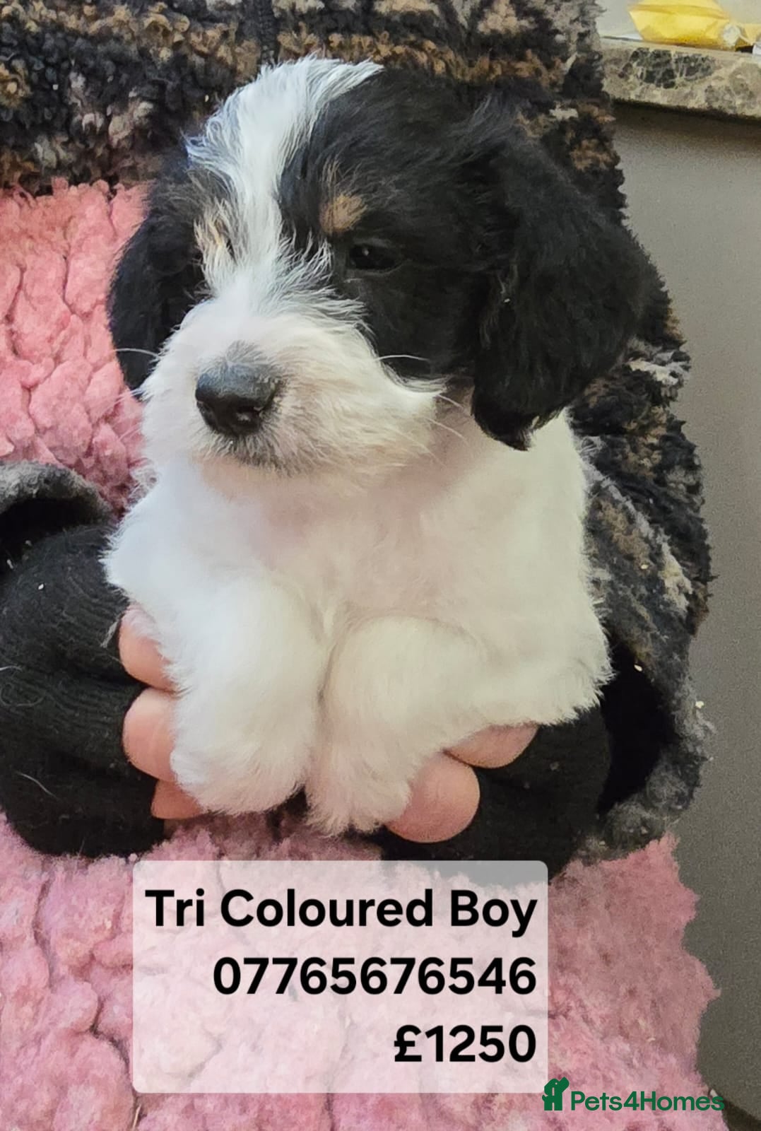 Mixed Breed dogs Jackapoo Puppies Homebred Ready To View Licenced  - Advert 6