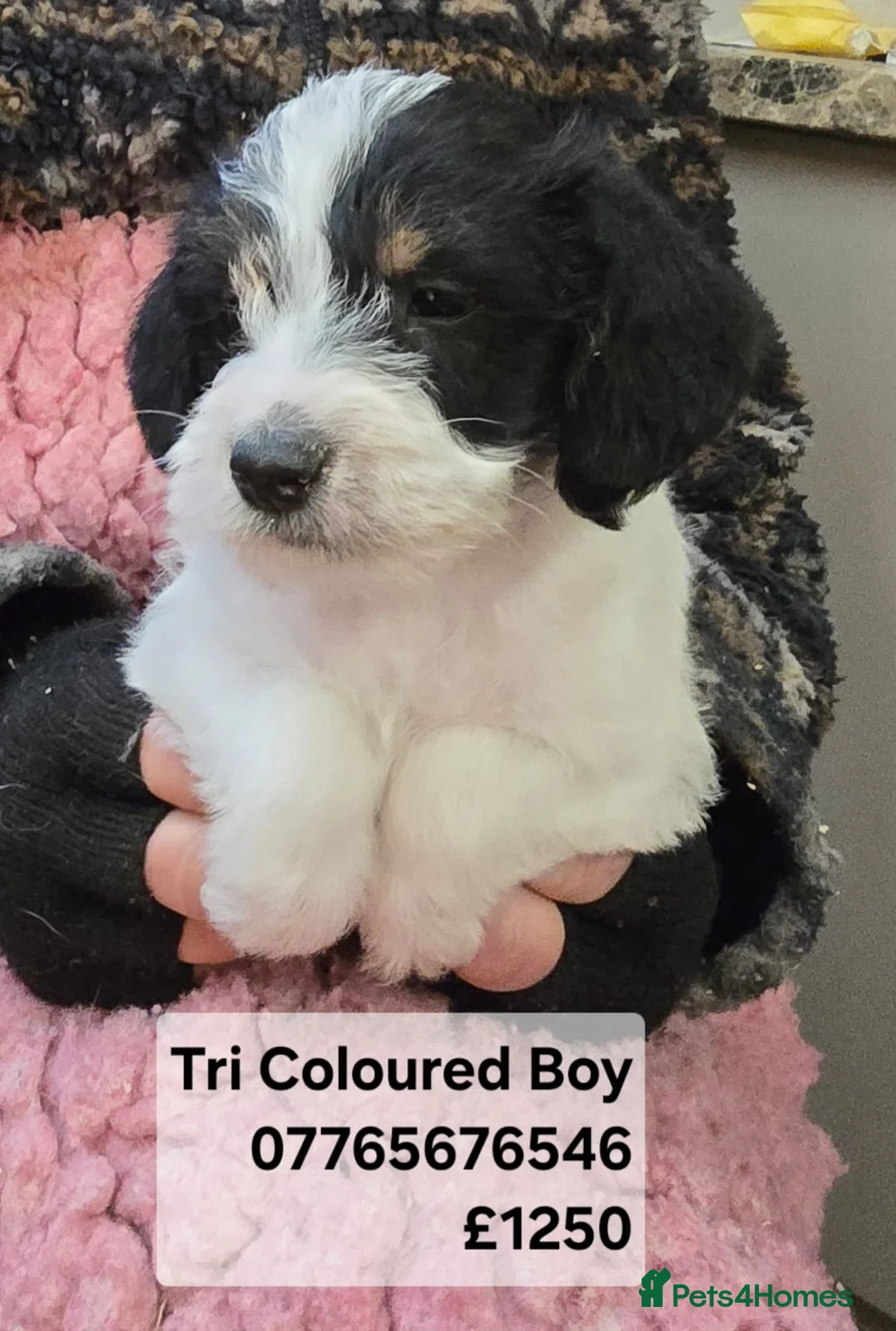 Mixed Breed dogs for sale: Jackapoo Puppies Homebred Ready To View Licenced  - Advert 2