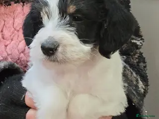 Mixed Breed dogs Jackapoo Puppies Homebred Ready To View Licenced - Advert 6