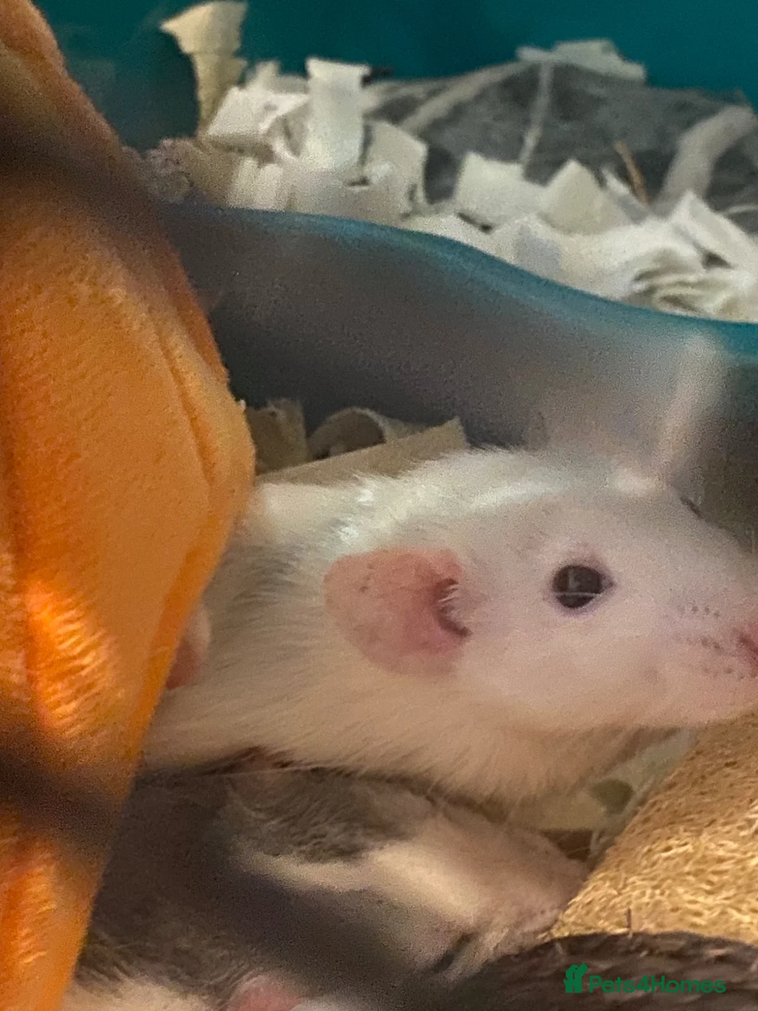 Rat rodents for sale: SOLD! Gone to a new home  - Advert 6