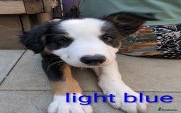 Mixed Breed dogs for sale: Beautiful Border collies/kelpie puppies - Image 6