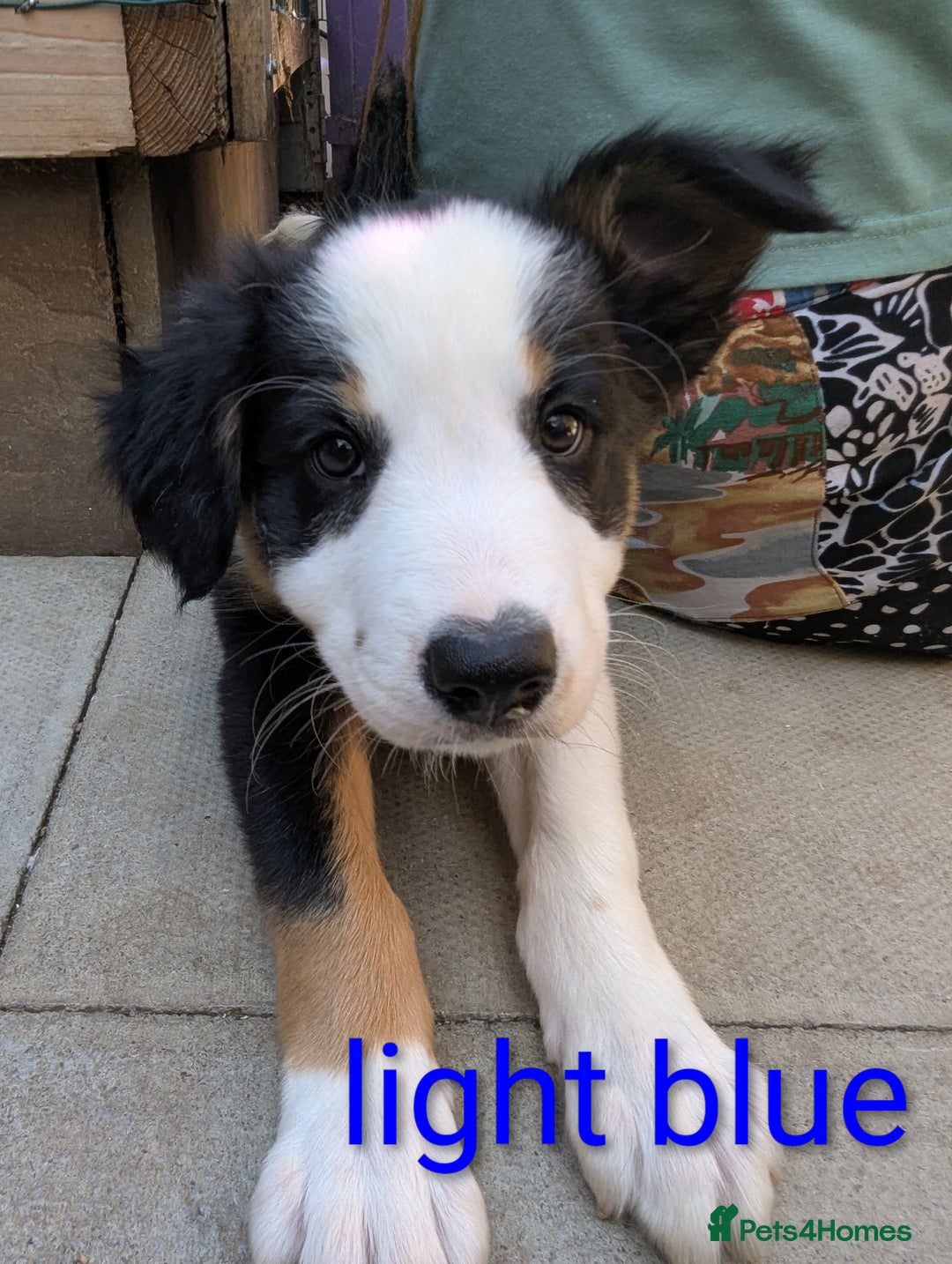 Mixed Breed dogs for sale: Beautiful Border collies/kelpie puppies - Image 6