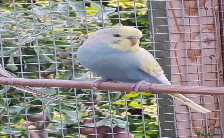 Budgerigars birds - Advert 1
