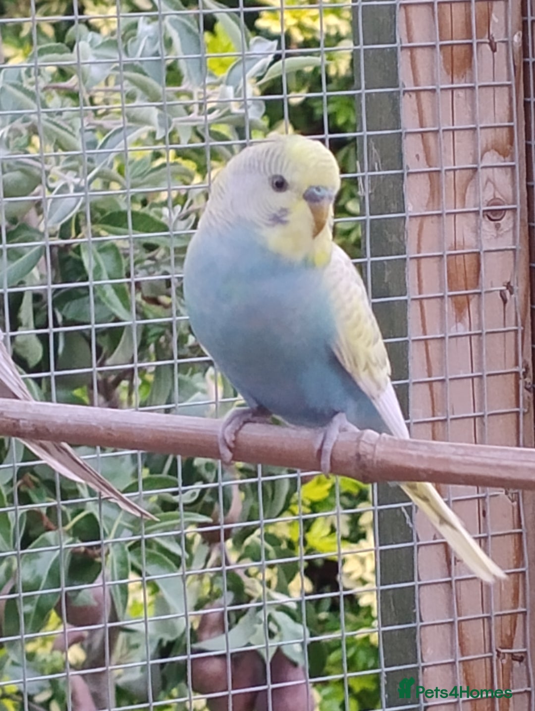 Budgerigars birds for sale: Young budgies, easily tamed - Image 1