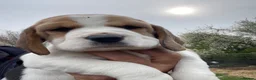 Beagle dogs for sale: kc reg pups ready NOVEMBER  - Advert 12