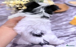 Biewer Terrier dogs for sale: Yorkshire terrier  - Advert 11