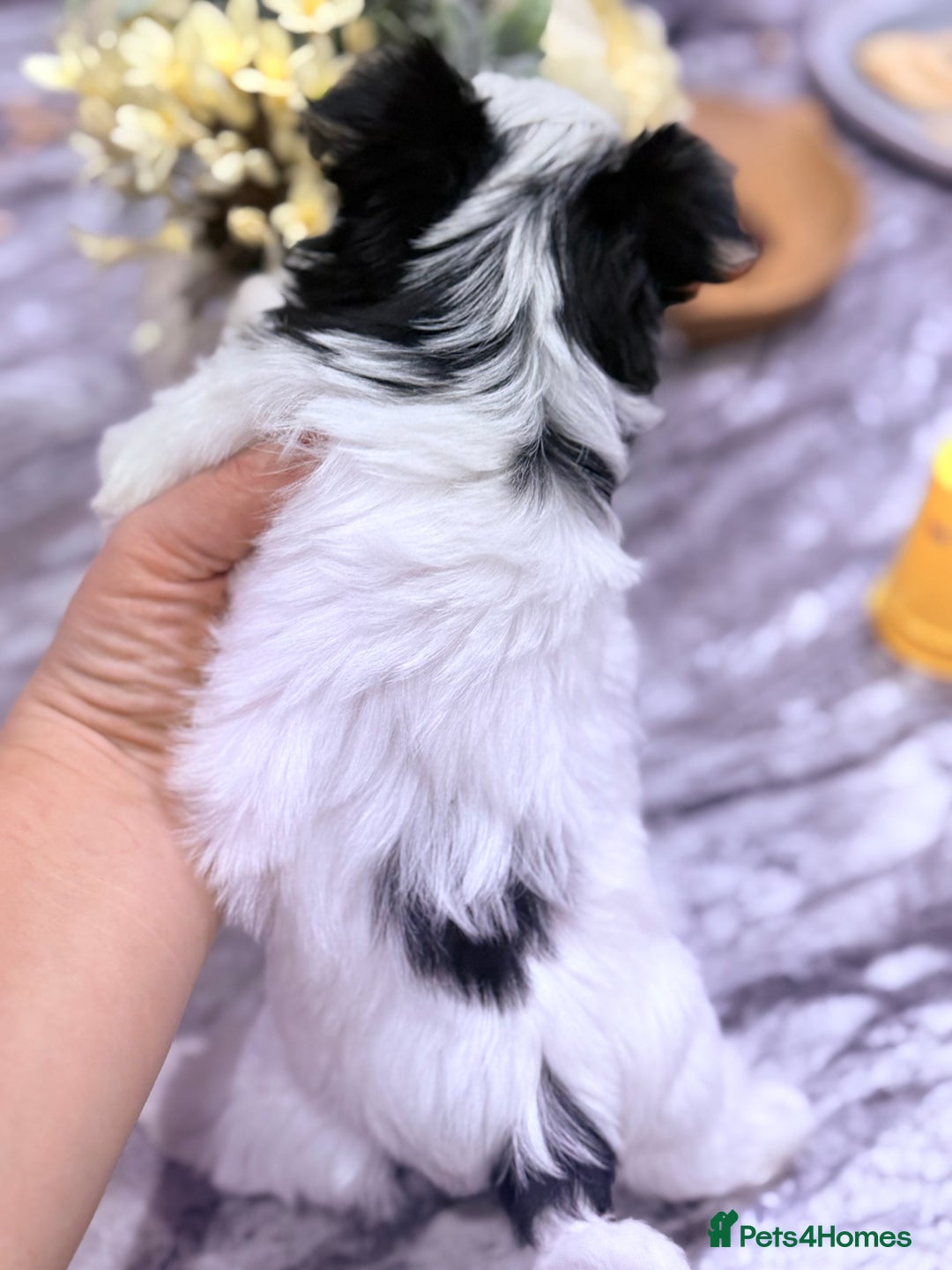 Biewer Terrier dogs for sale: Yorkshire terrier  - Advert 11