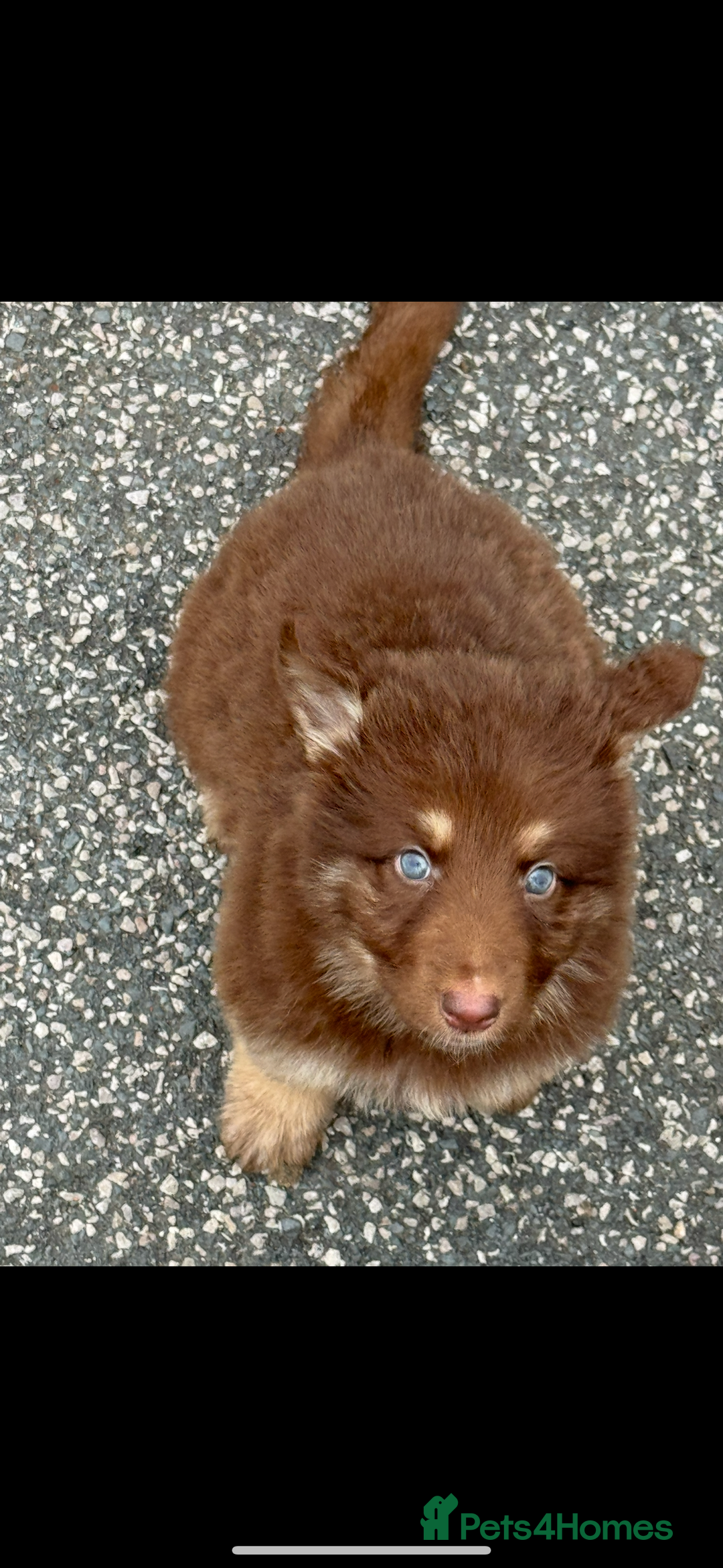 German Shepherd dogs for sale: Beautiful mixed coloured heath tested German sheps - Image 1