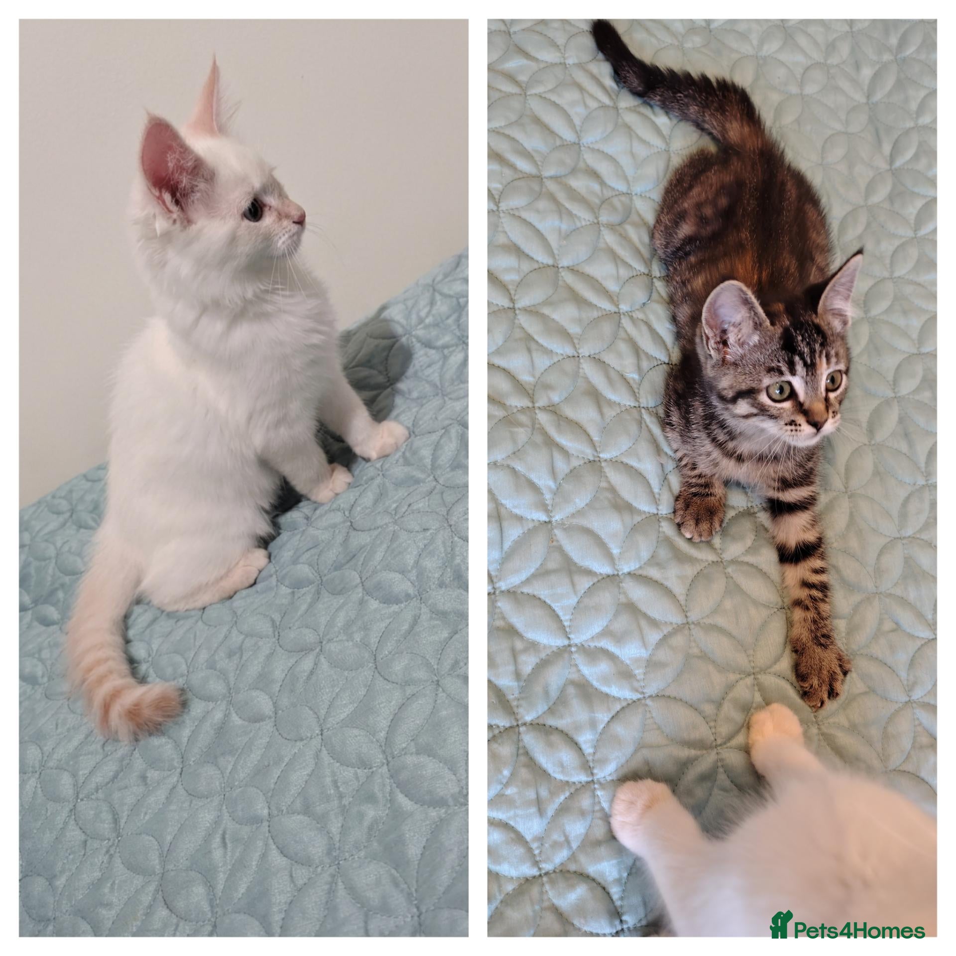 Mixed Breed cats 2 kittens LEFT ragdoll/ ginger mum - Advert 11