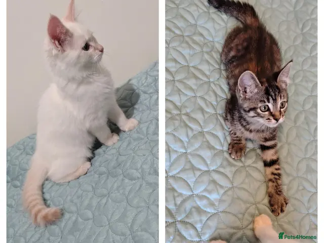 Mixed Breed cats for sale: 2 kittens LEFT ragdoll/ ginger mum - Advert 1