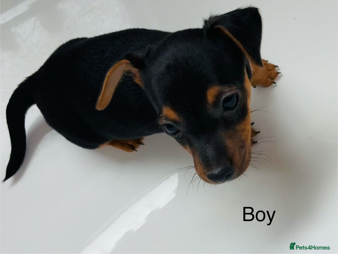 Jack Russell dogs for sale: Jack Russell Puppies for sale  - Image 7