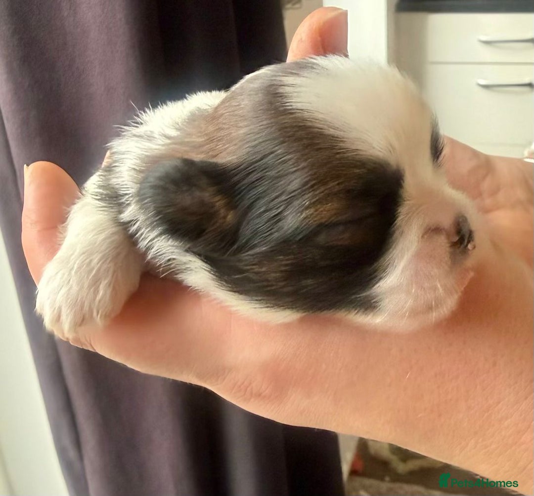 Lhasa Apso dogs for sale: 5 KC health tested Lhasa apso puppies - Advert 6