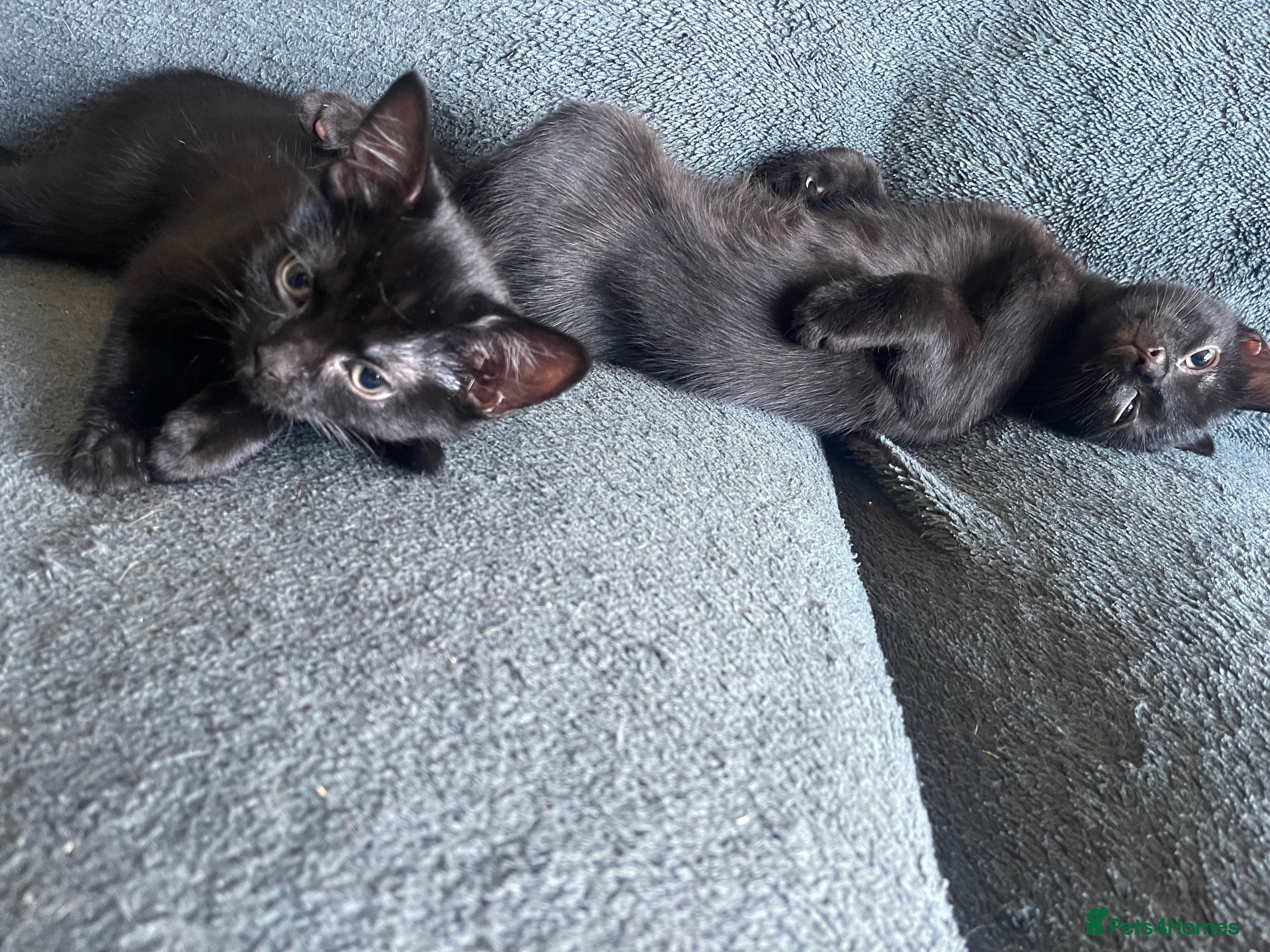 American Shorthair cats for sale: 🔥 Stunning Kittens – Unique Colours – Ready Soon  - Advert 3