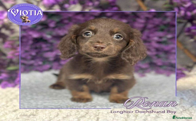 Miniature Dachshund dogs - Advert 6