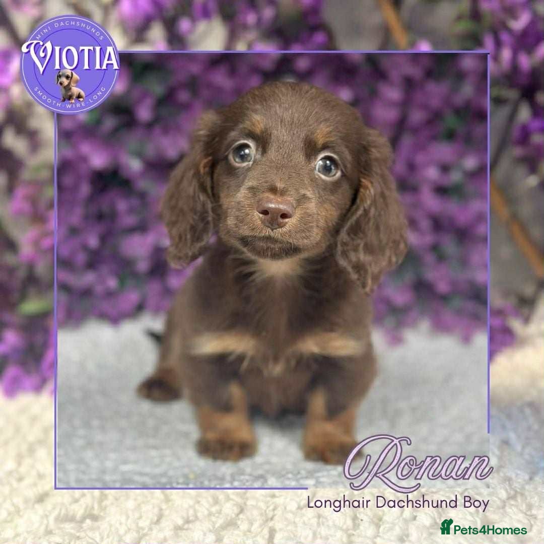 Miniature Dachshund dogs for sale: Gorgeous miniature dachshund babies long coats  - Image 1