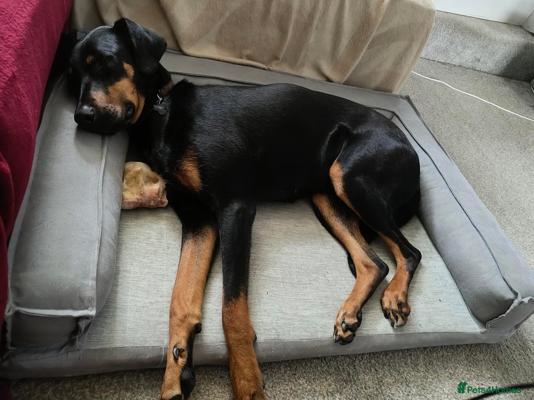 Mixed Breed dogs for sale: Tilly - 1 year old Doberman cross - Image 4