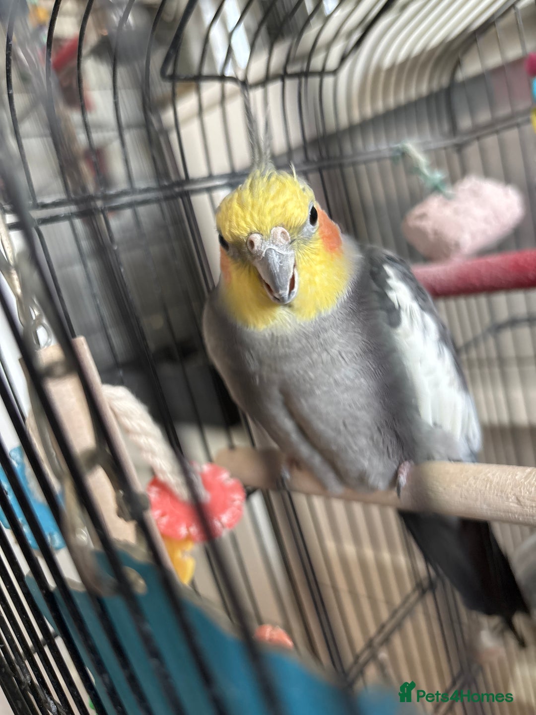 Cockatiels birds for sale: Beautiful cockatiel boy and girl pair - Advert 2