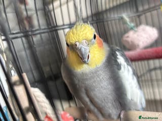 Cockatiels birds Beautiful cockatiel boy - Advert 1