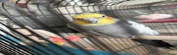 Cockatiels birds for sale: Beautiful cockatiel boy and girl pair - Advert 2