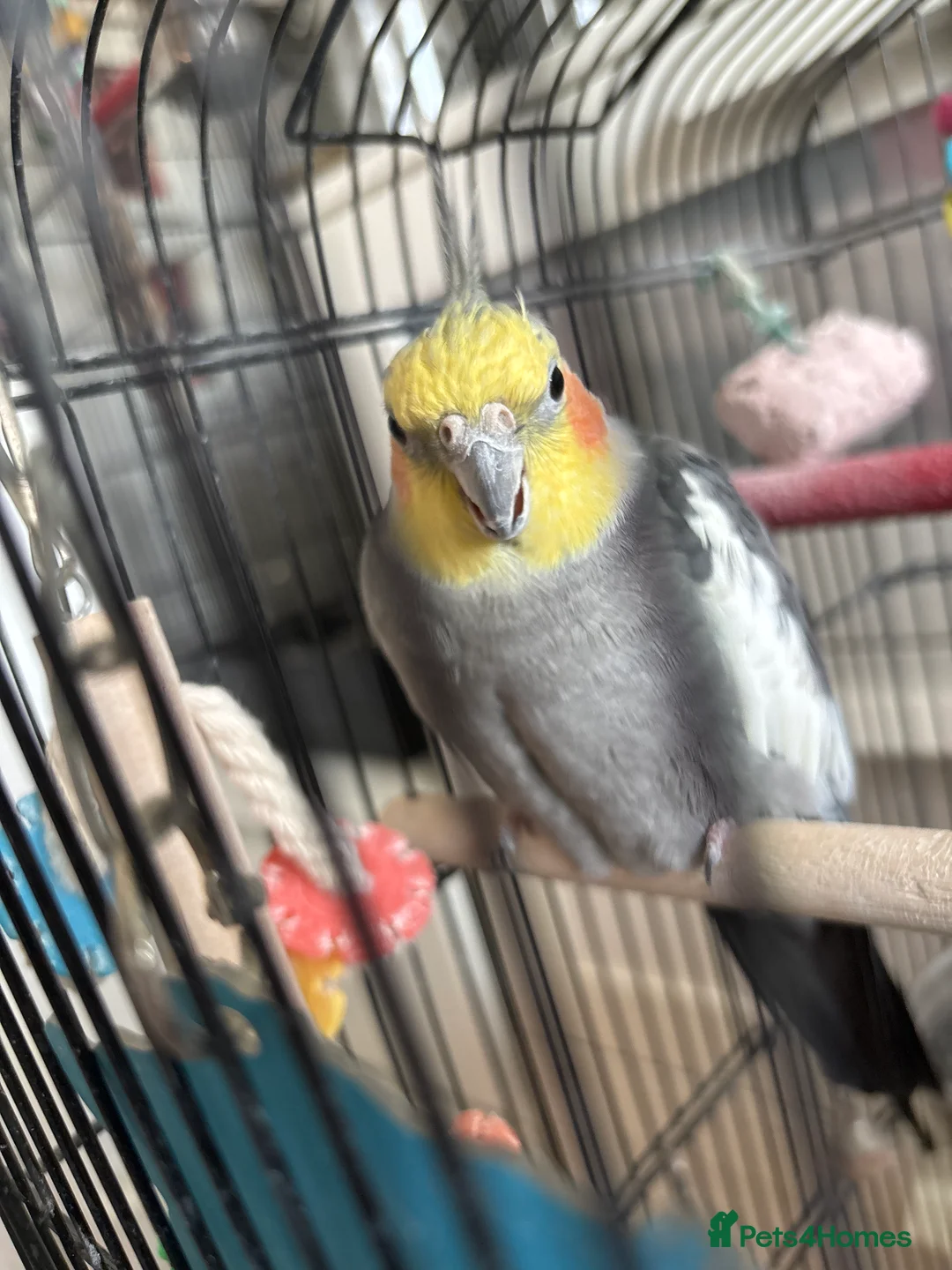 Cockatiels birds for sale: Beautiful cockatiel boy and girl pair - Advert 2