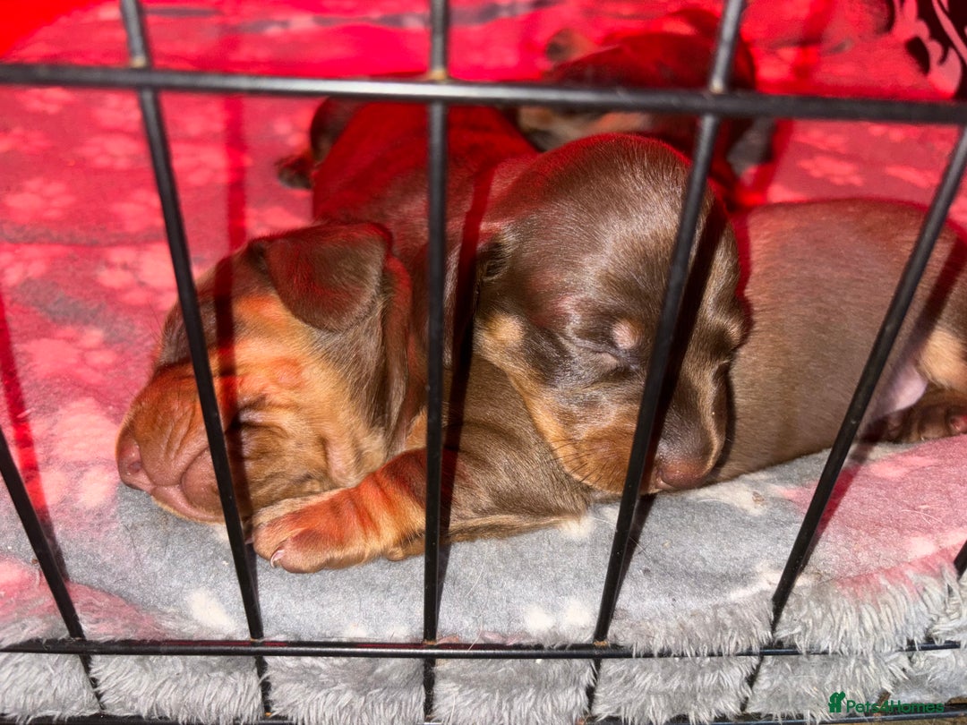 Miniature Dachshund dogs for sale: Mini chocolate Dachshunds in Luton - Image 3