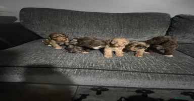 Cockapoo dogs - Advert 11