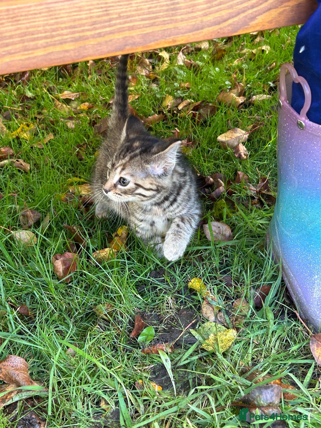 Mixed Breed cats for sale: Gorgeous kittens for sale - Advert 11