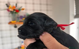 Australian Labradoodle dogs for sale: Home raised, DNA tested, Australian Labradoodles - Image 34