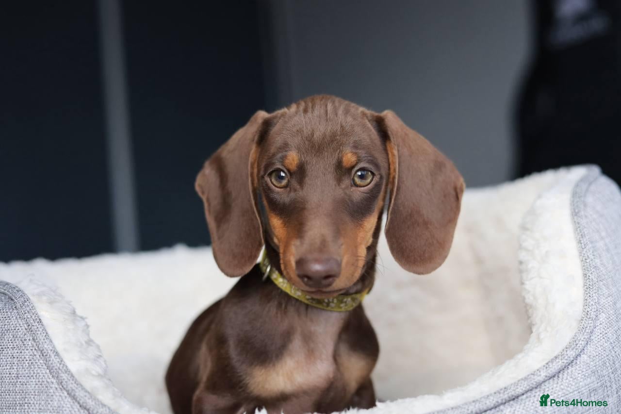 Miniature Dachshund dogs KC Pra clear Miniature Dachshund puppies  - Advert 1