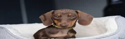 Miniature Dachshund dogs for sale: KC Miniature Dachshund puppies  - Advert 9