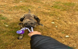 Presa Canario dogs for sale: Presa canario  - Image 7