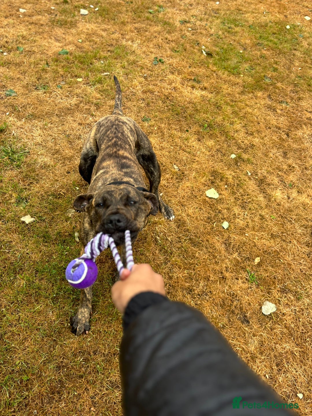 Presa Canario dogs for sale: Presa canario  - Image 7