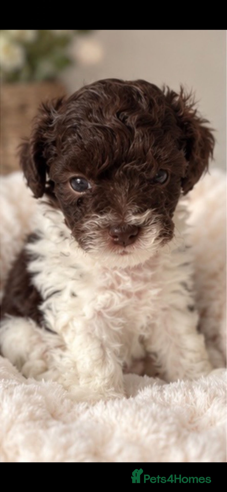 Toy Poodle dogs 🤎🍫 Exceptional Asian Teddy Bears 🧸🤎 - Advert 2