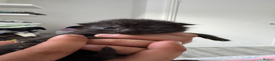 British Shorthair Kitten 3
