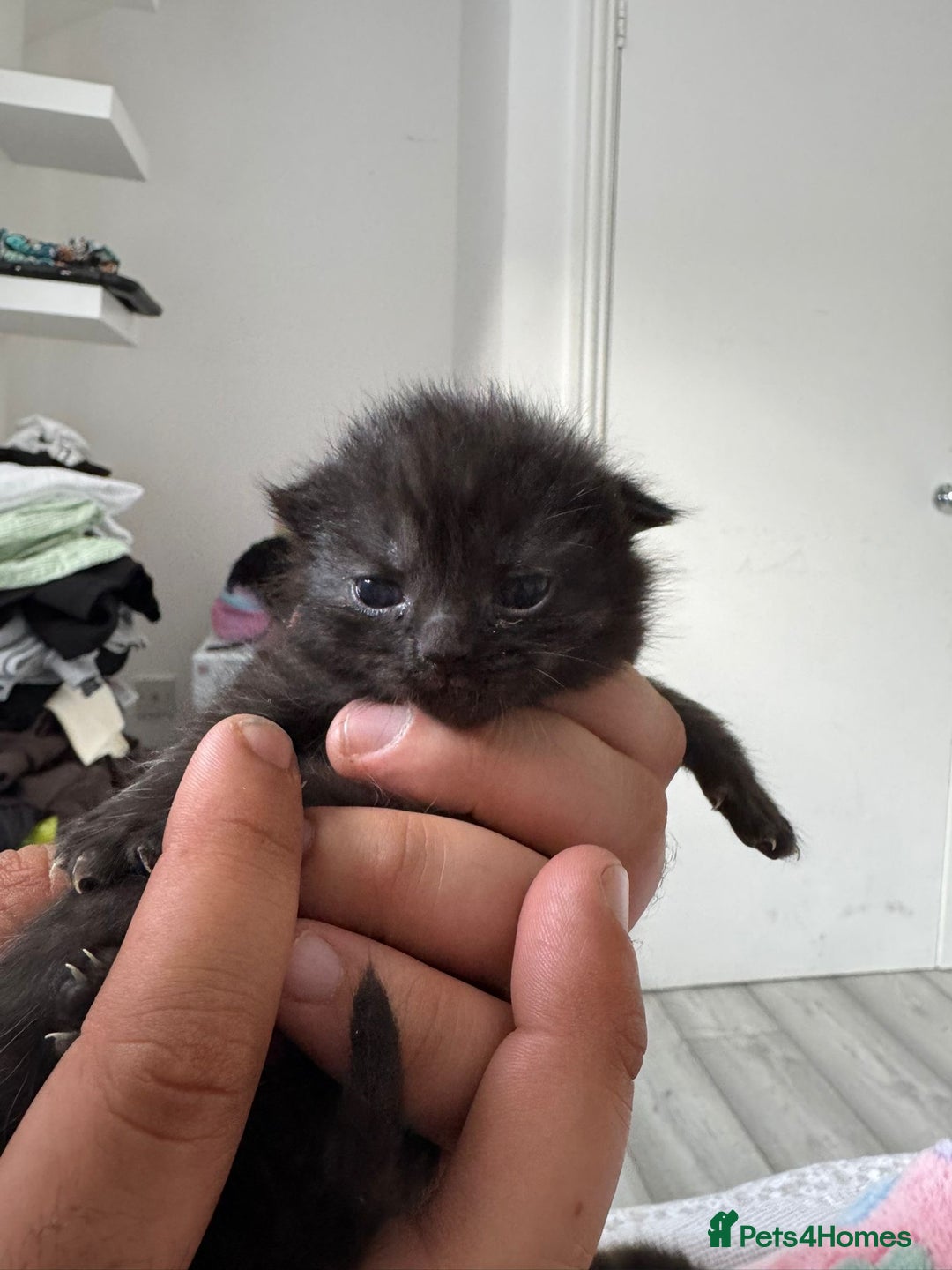 British Shorthair cats for sale: BRITISH SHORTHAIR CROSS OCICAT KITTENS - Image 3