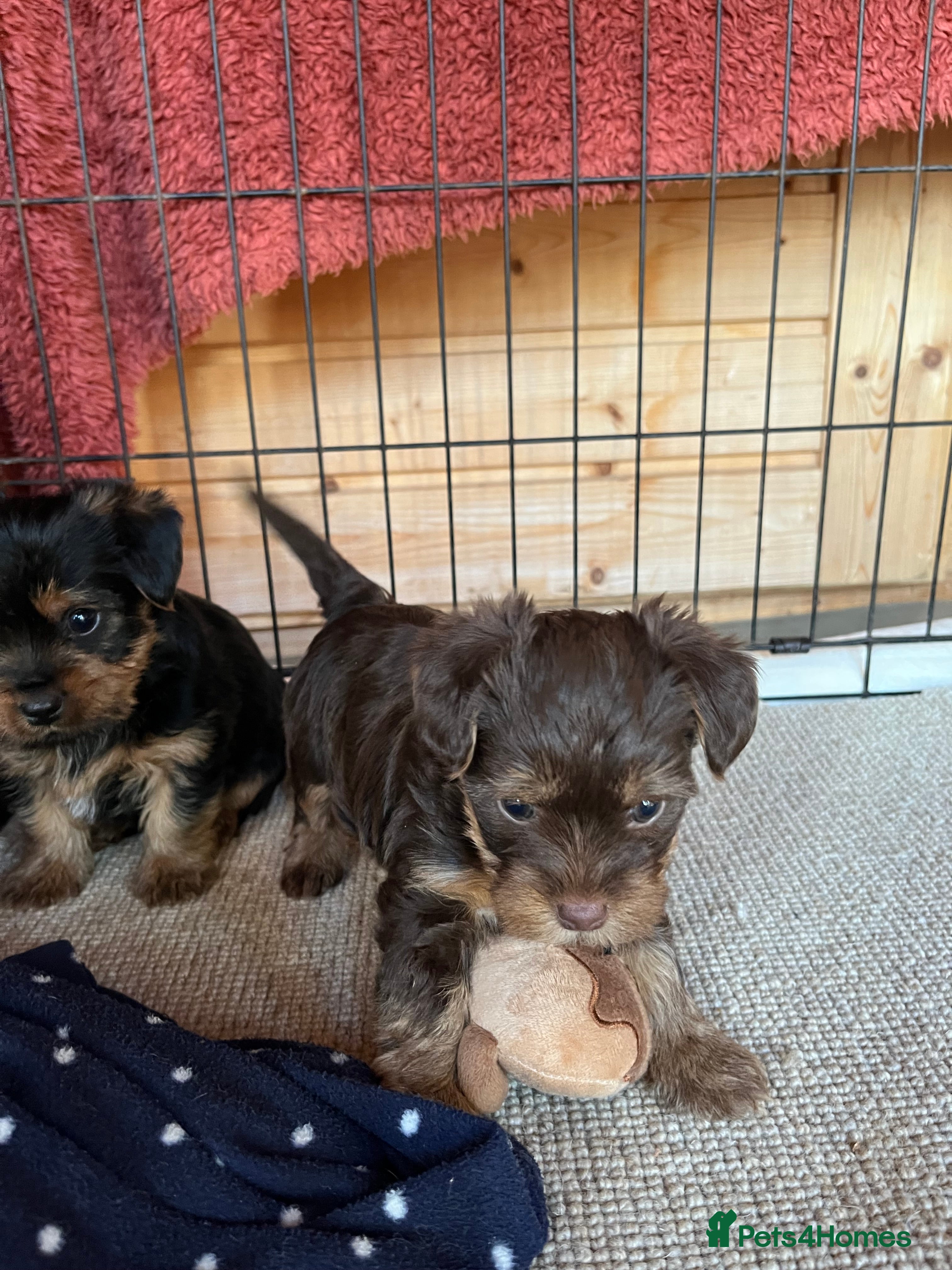 Yorkshire Terrier dogs Yorkshire terrier puppy’s  - Advert 1