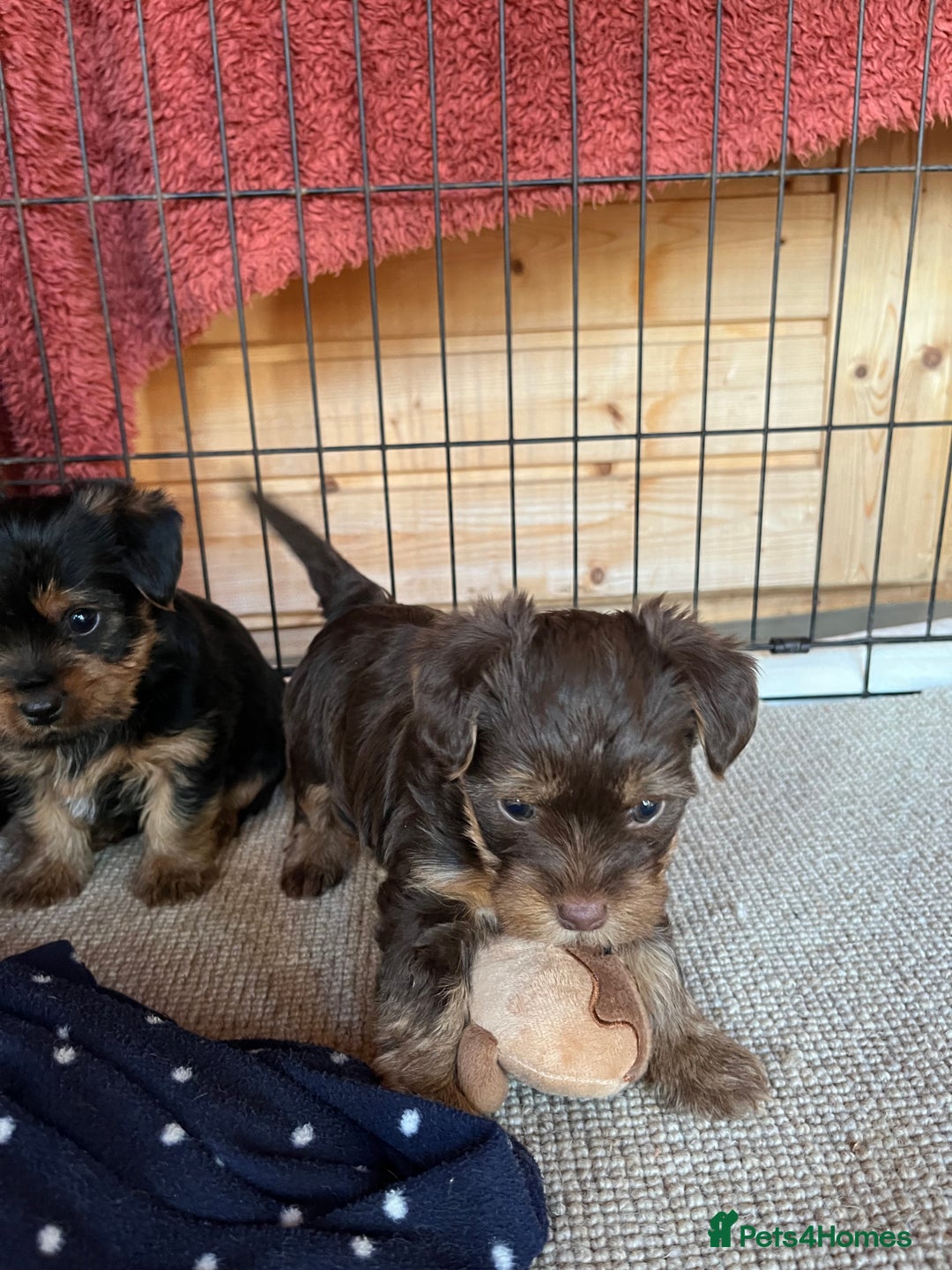 Yorkshire Terrier dogs for sale: Yorkshire terrier puppy’s  - Advert 1