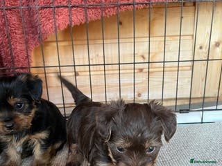 Yorkshire Terrier dogs Yorkshire terrier puppy’s - Advert 8