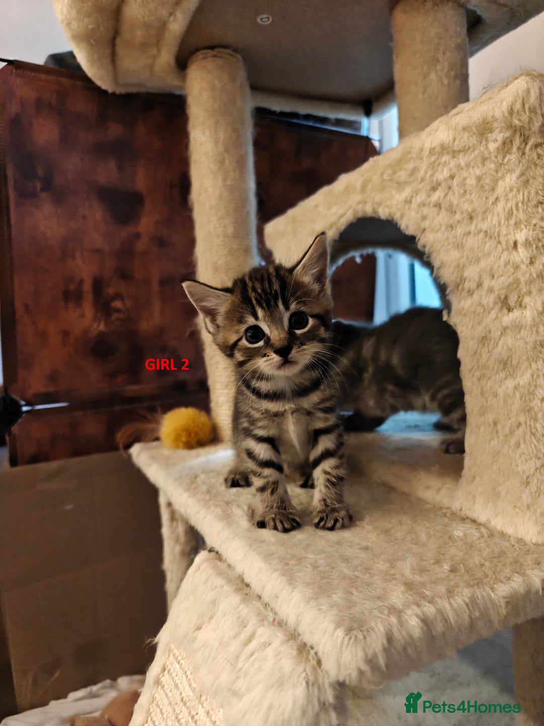 Scottish Fold cats for sale: Gorgeous Scottish Fold Cross Kittens–Family Raised - Image 11