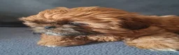 Shih Tzu dogs for sale: shih tzu puppies - Advert 7