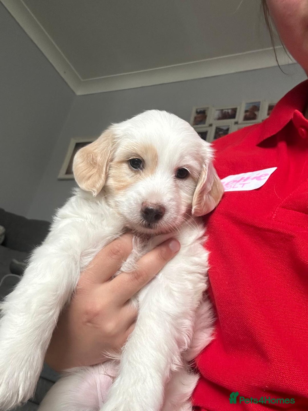 Cockapoo dogs for sale: 1 boy beautiful cockapoo last one left!  - Image 1