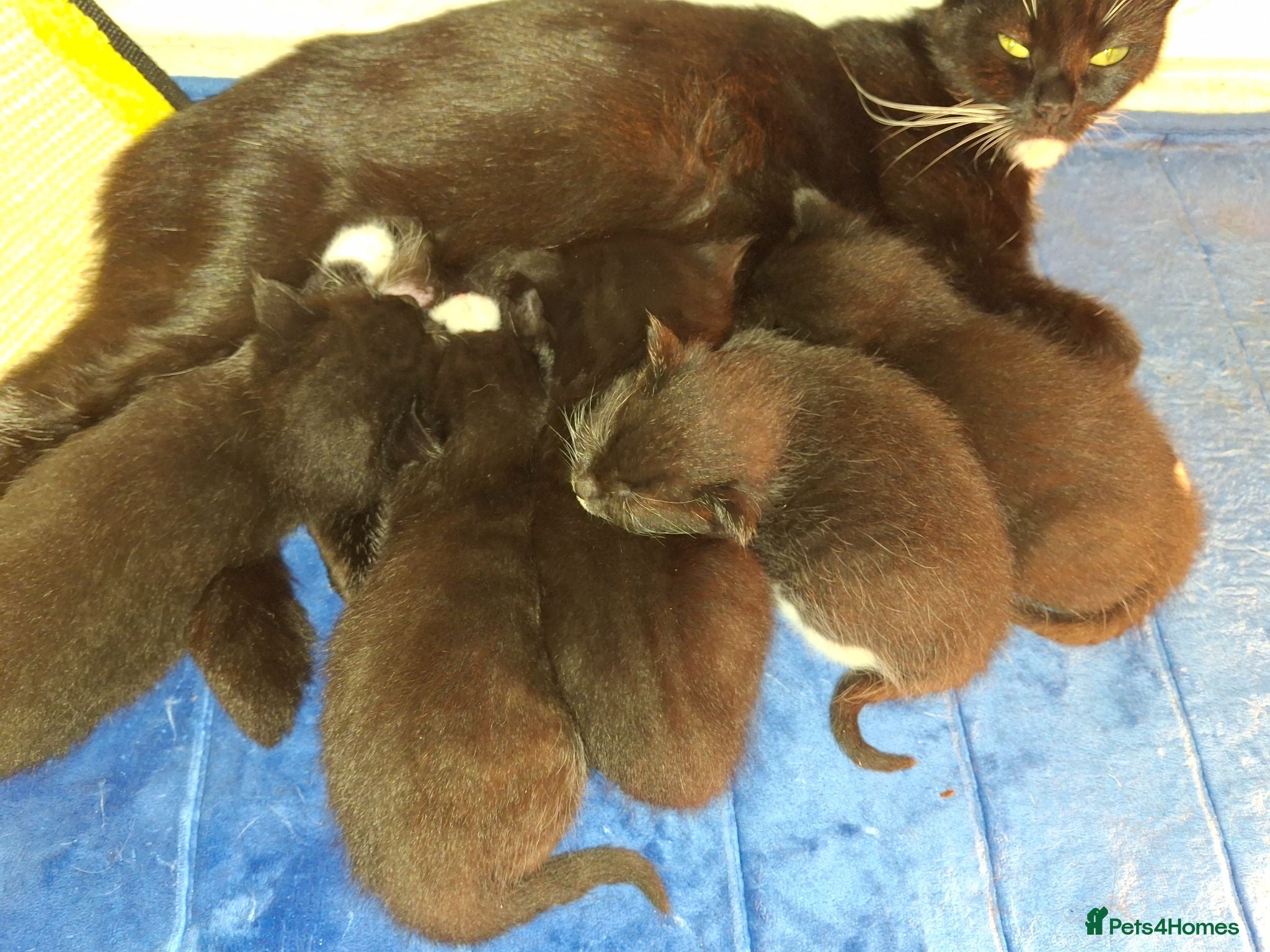 Mixed Breed cats 5 gorgeous kittens - Advert 7
