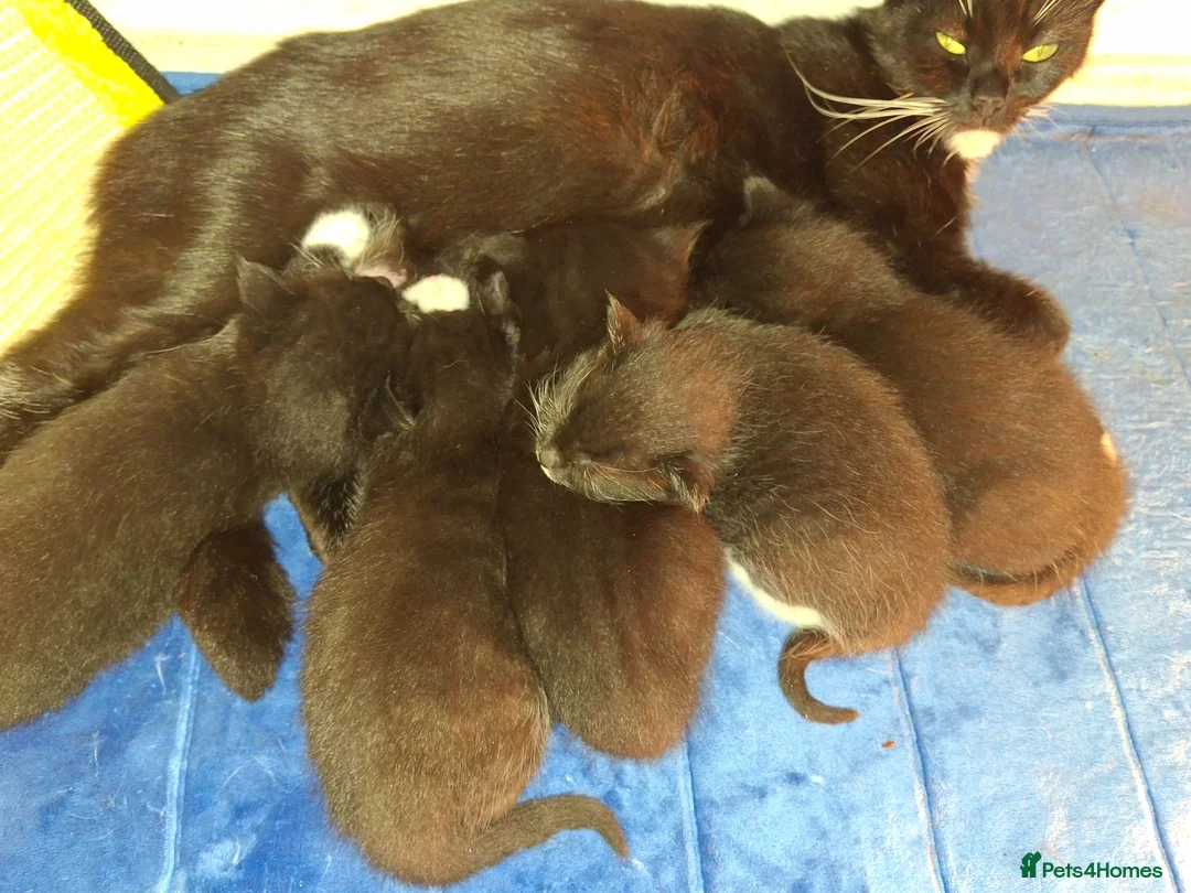 Mixed Breed cats for sale: 5 gorgeous kittens in Clydebank - Advert 1