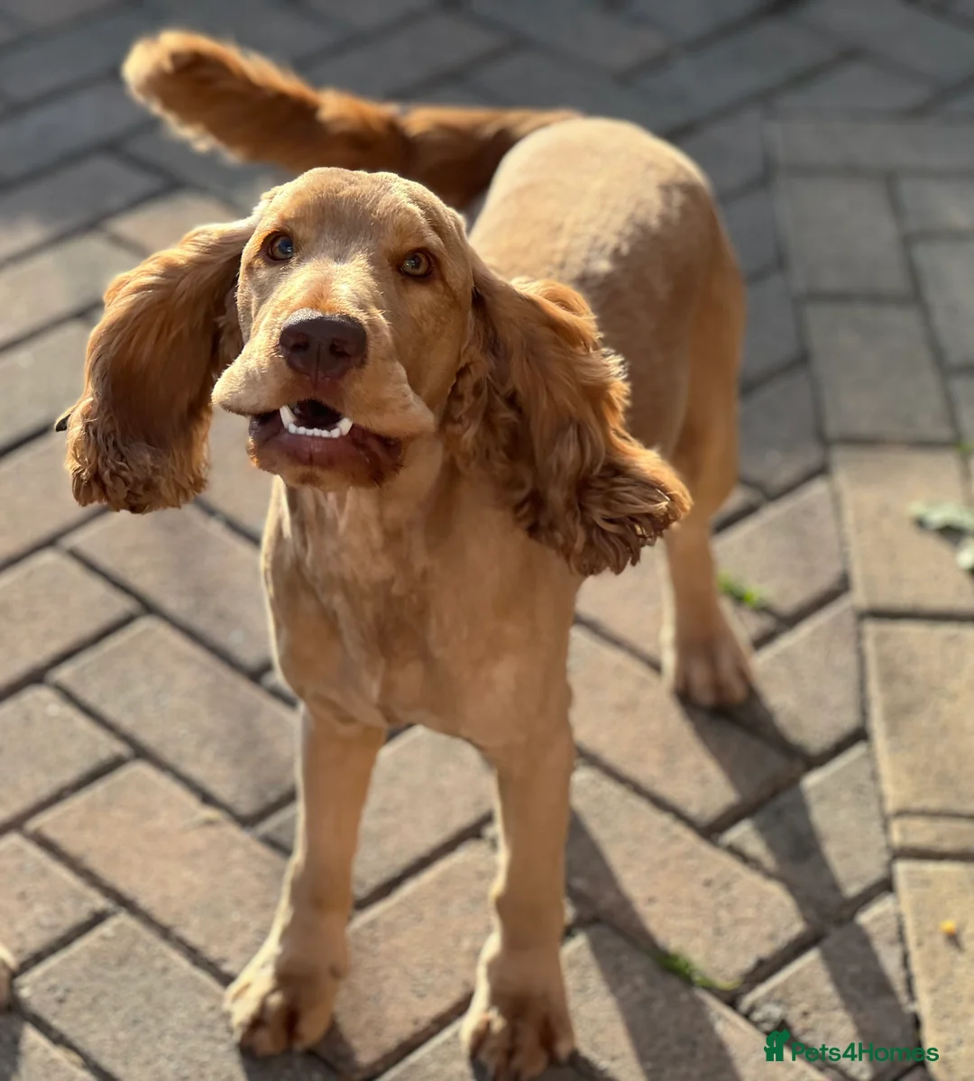 Cocker Spaniel dogs for stud: Show Type Cocker Spaniel For Stud  in Barnsley - Advert 5